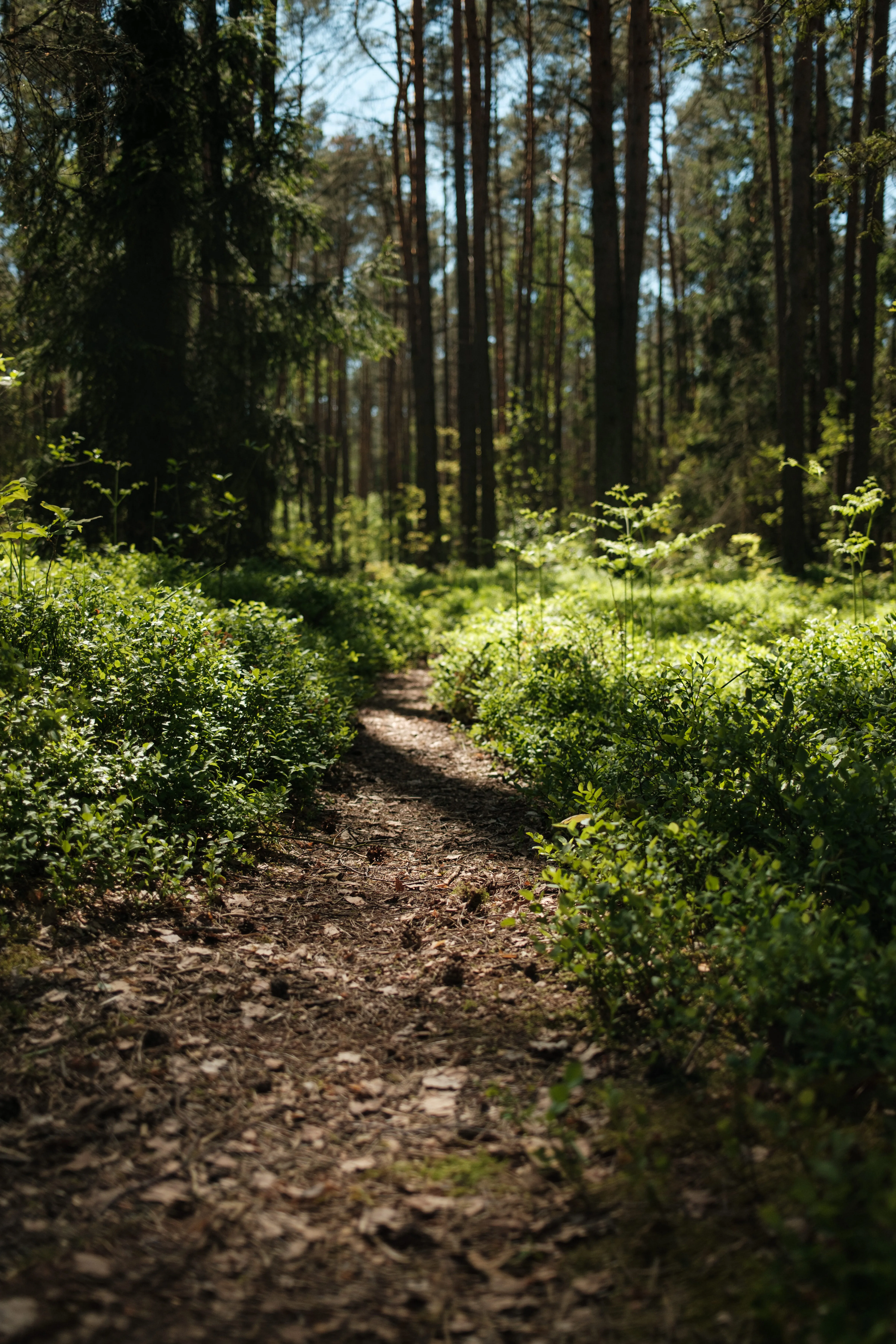 Regional Trail Systems